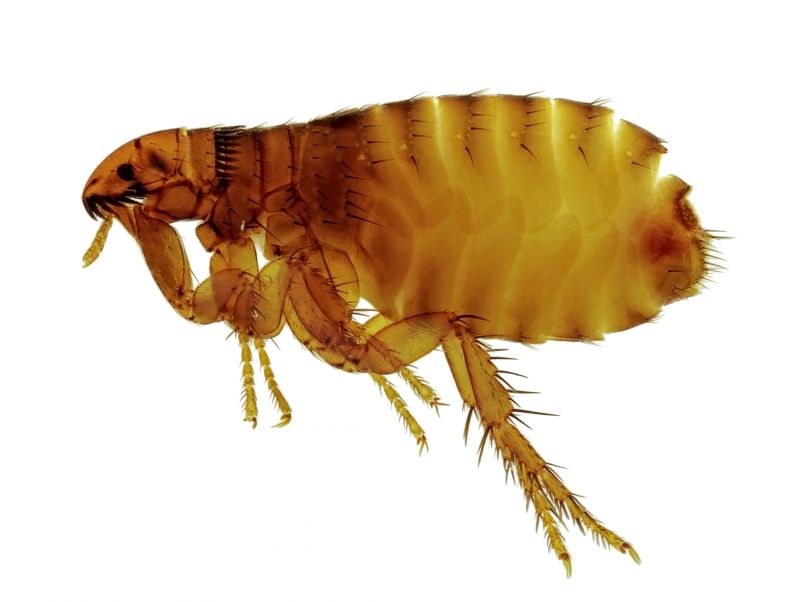 Local Flea Extermination in Schaumburg, IL