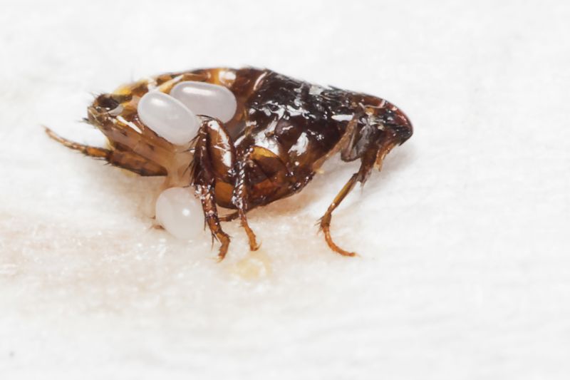 Local Flea Extermination in Valparaiso, IN