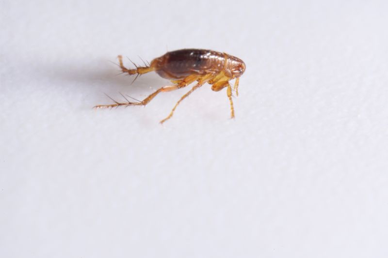 Local Flea Extermination in Valparaiso, IN