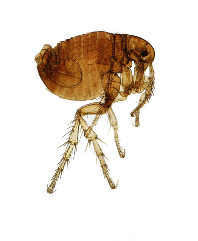 Local Flea Fumigation in Bloomingdale, IL