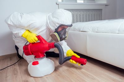 Flea Fumigation