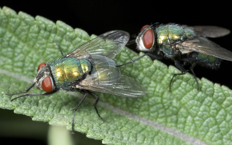 Fly Control Service