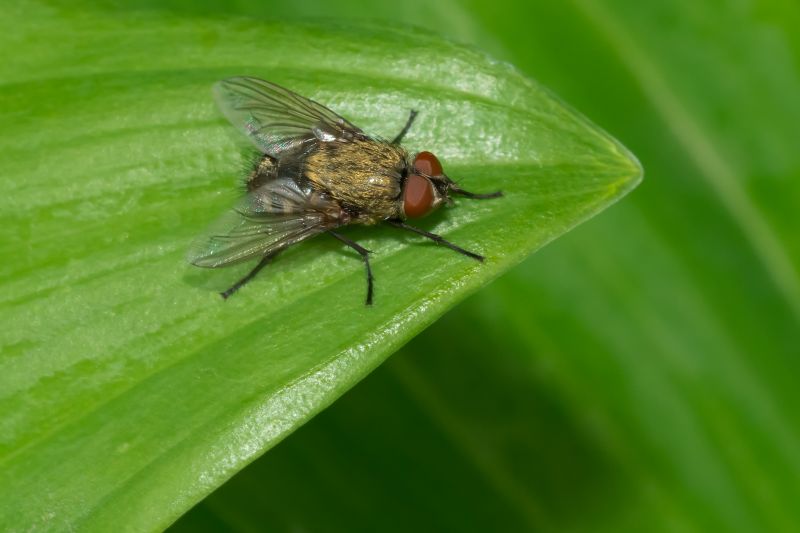 Local Fly Control Service in Kaysville, UT
