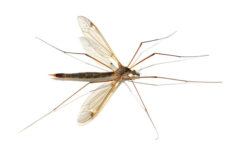 Local Fly Control Service in Muncie, IN