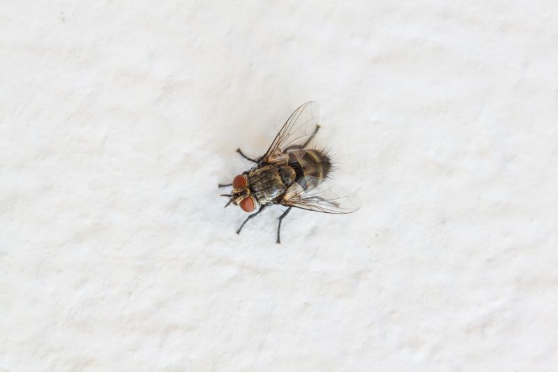 Fly Control Service