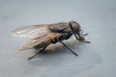 Fly Control Service