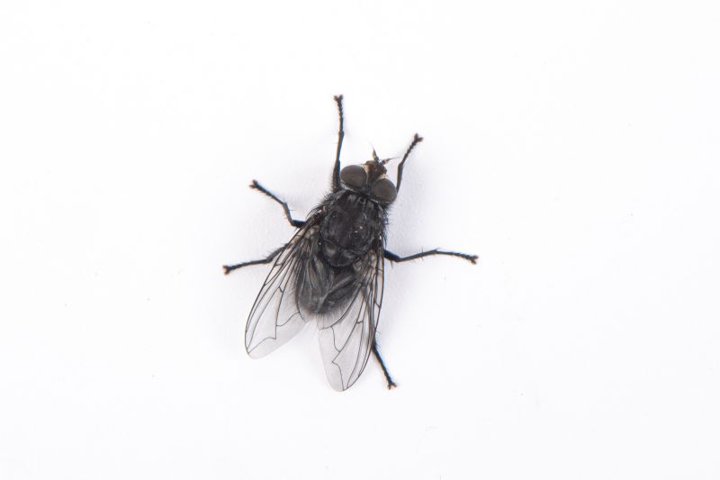 Local Fly Control Service in Plano, TX