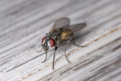 Local Fly Control Service in Plano, TX