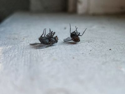 Fly Control Service