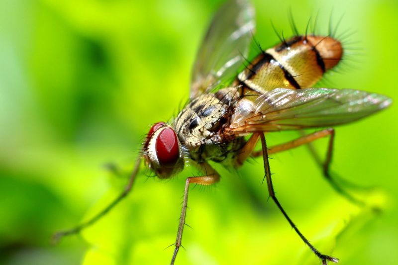 Local Fly Control Service in Terrell, TX