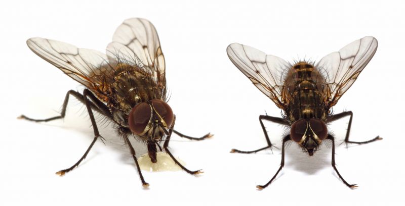 Fly Control Service