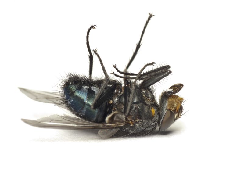 Local Fly Extermination in Houston, TX