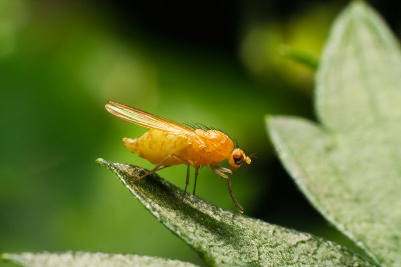 Fly Extermination