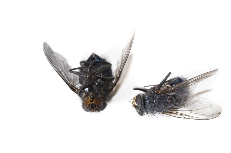 Local Fly Extermination in Plainfield, IL