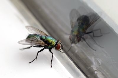 Local Fly Extermination in Plano, TX