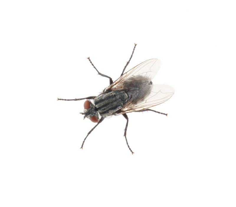 Local Fly Extermination in Princeton, TX