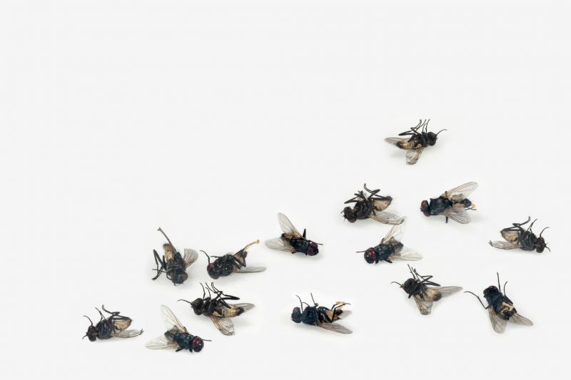 Fly Extermination