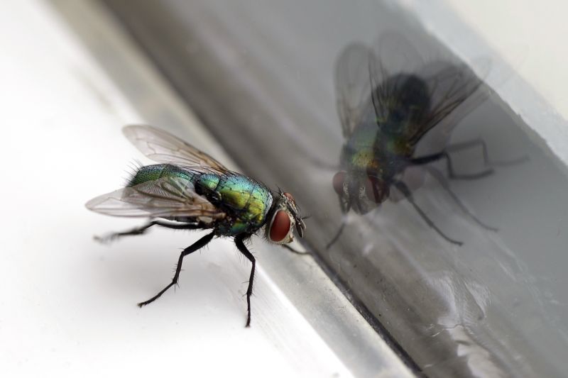 Local Fly Extermination in Stafford, TX