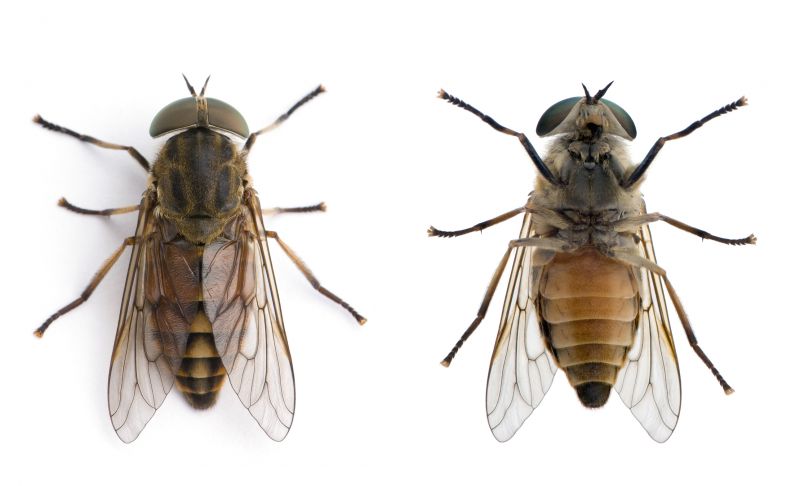 Local Fly Extermination in Sugar Grove, IL