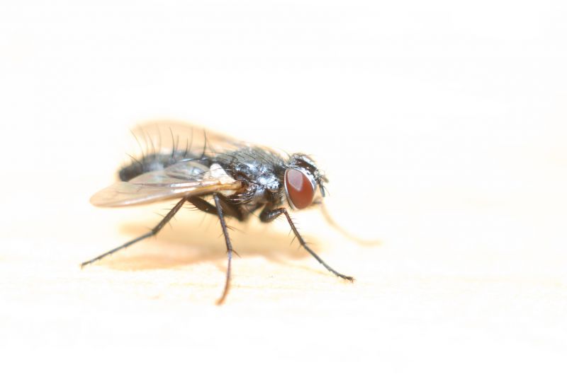 Local Fly Extermination in Wonder Lake, IL