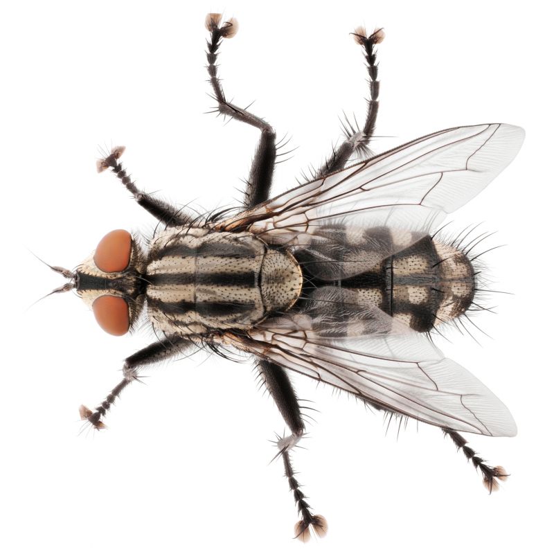 Fly Extermination