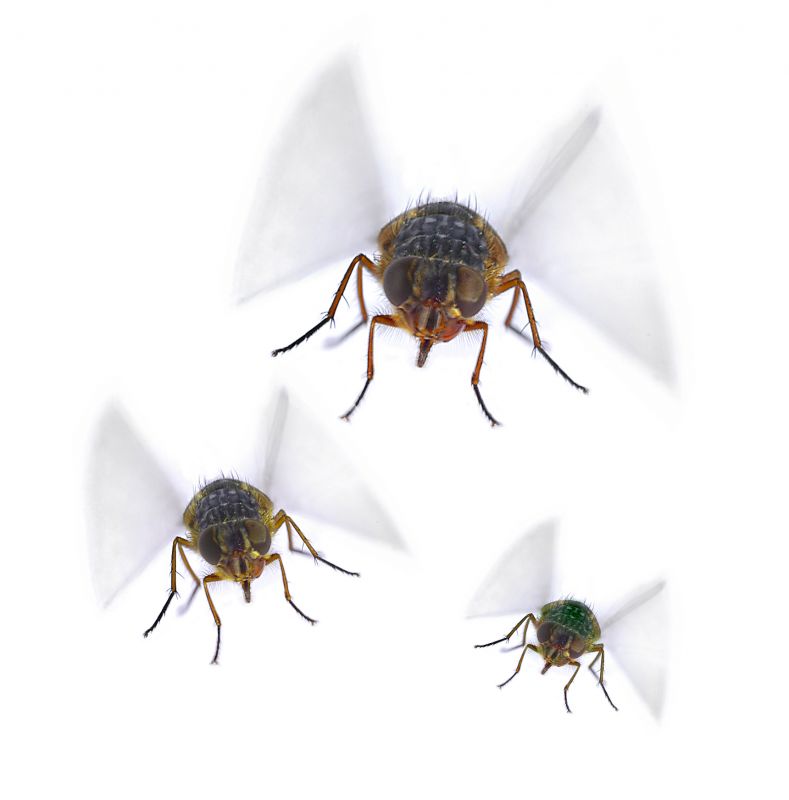 Local Fly Infestation Extermination in Frisco, TX