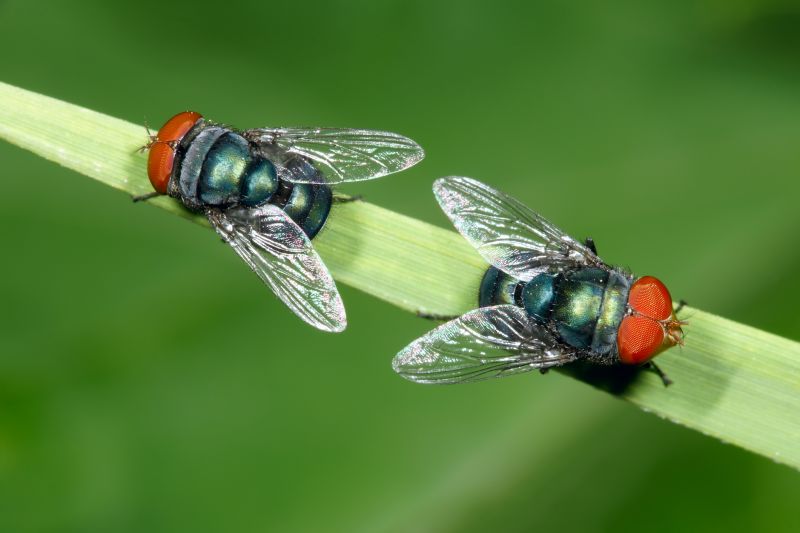 Fly Infestation Extermination
