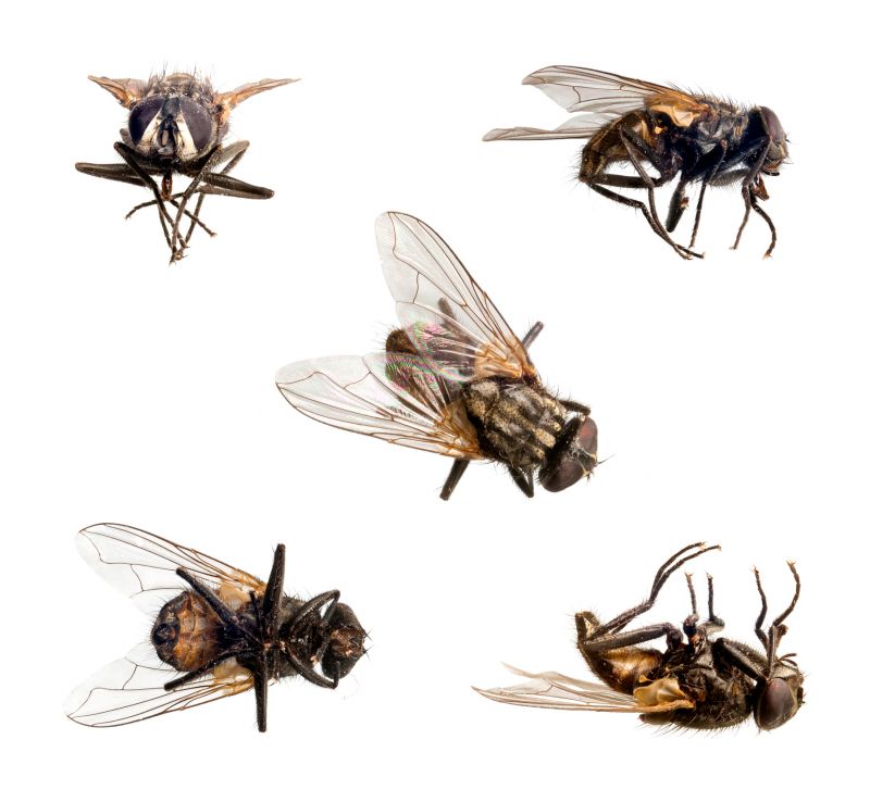 Local Fly Infestation Extermination in Garland, TX