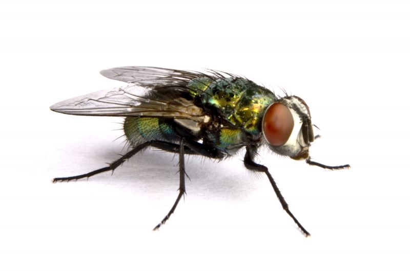 Local Fly Infestation Extermination in Glenview, IL