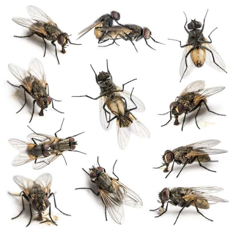 Local Fly Infestation Extermination in Saint John, IN