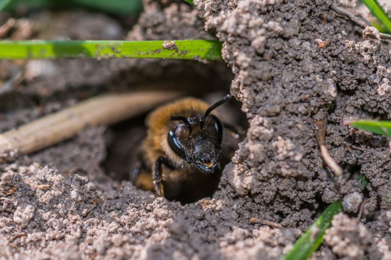 Local Ground Bees Removal in Alsip, IL