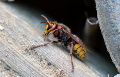 Local Hornets Extermination in Antioch, IL