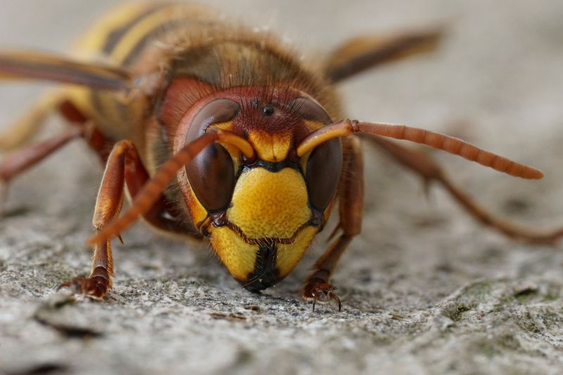 Local Hornets Extermination in Crawfordsville, IN