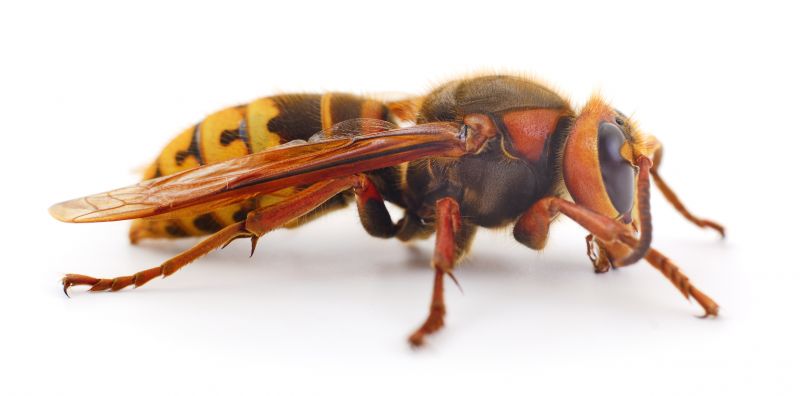 Local Hornets Extermination in Lafayette, IN