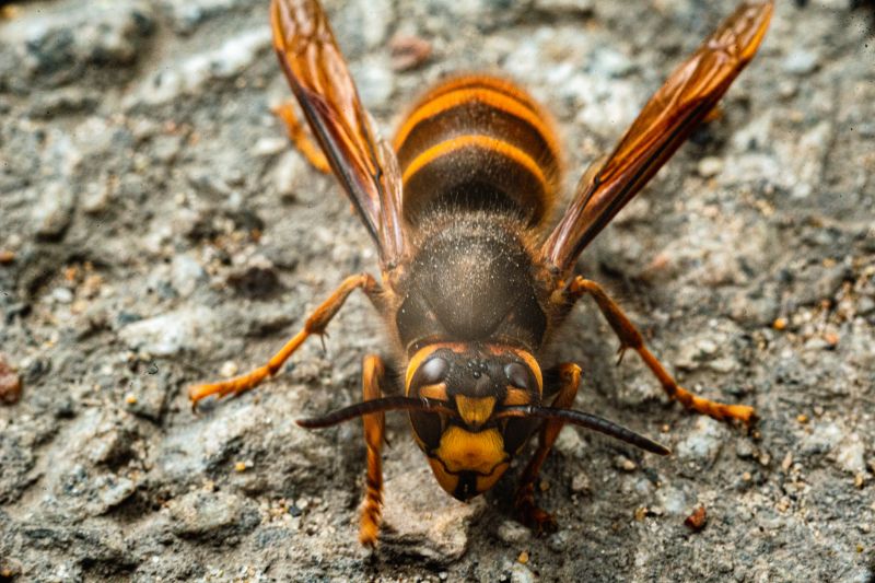 Local Hornets Extermination in Menomonee Falls, WI