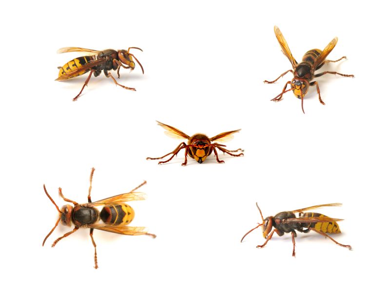 Local Hornets Extermination in Milwaukee, WI