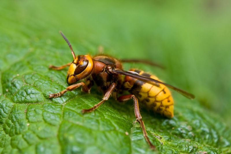Hornets Extermination