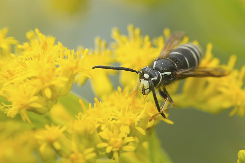 Local Hornets Extermination in Naperville, IL