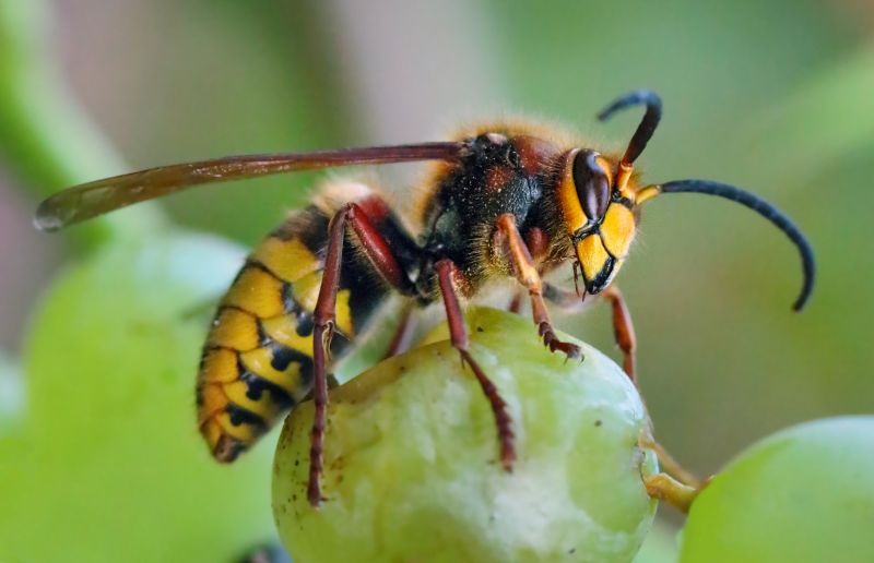 Hornets Extermination