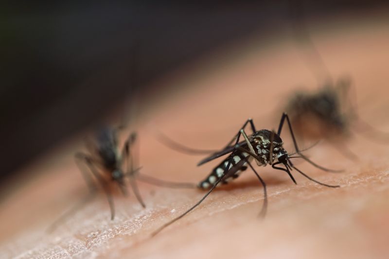 Local Mosquito Control Service in Alsip, IL