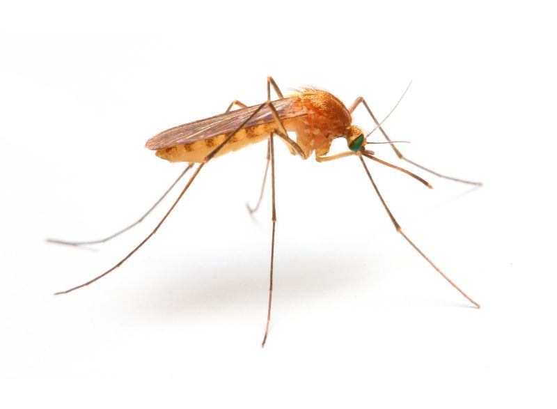 Local Mosquito Control Service in Blanchester, OH