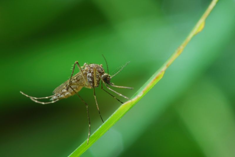 Local Mosquito Control Service in Colleyville, TX