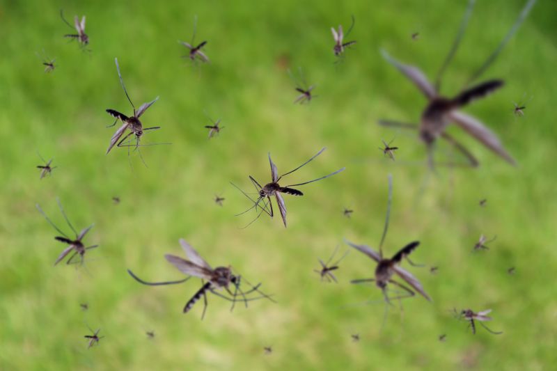 Local Mosquito Control Service in Dayton, OH