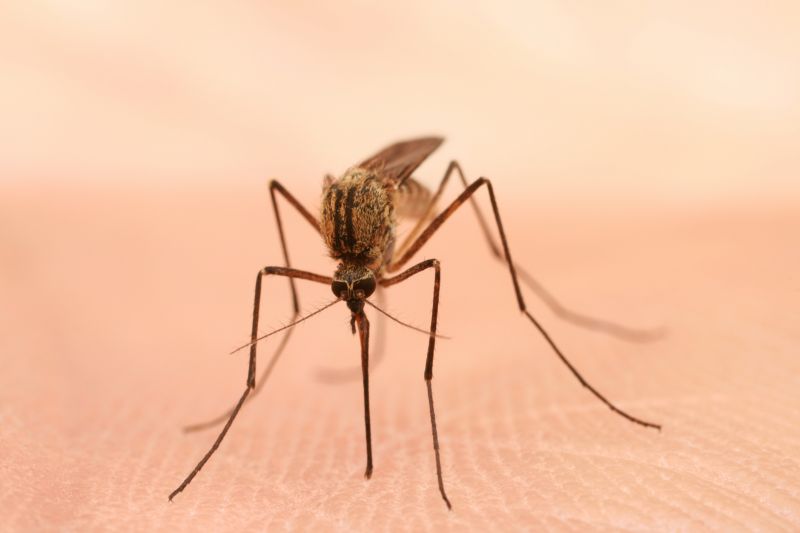 Local Mosquito Control Service in Forney, TX