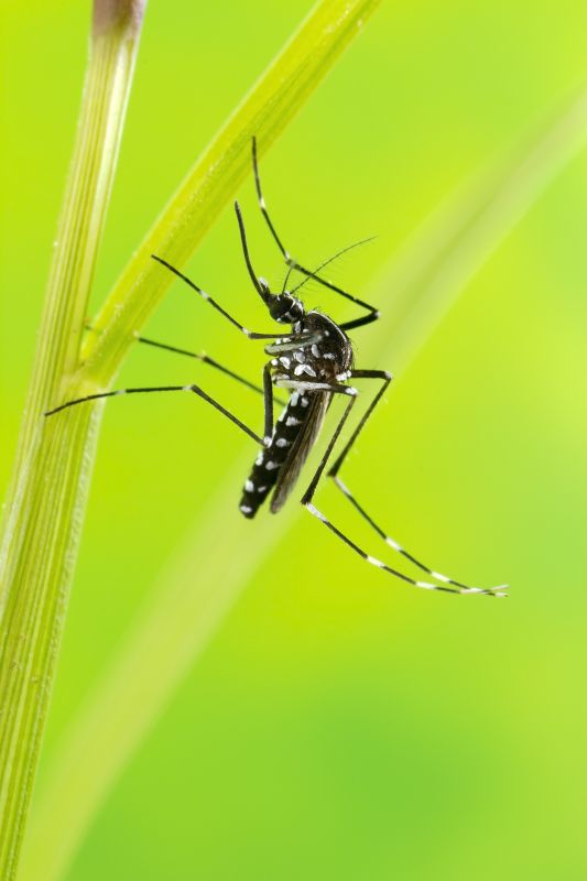 Local Mosquito Control Service in Forney, TX