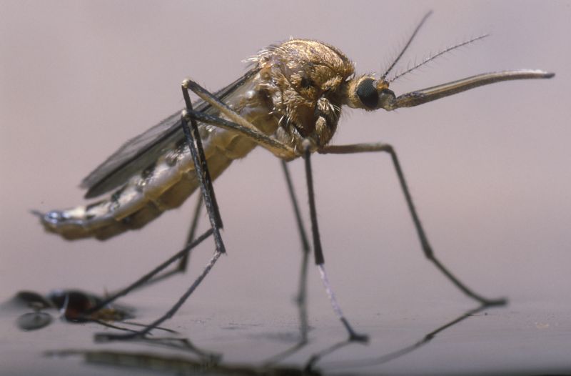 Mosquito Control Service