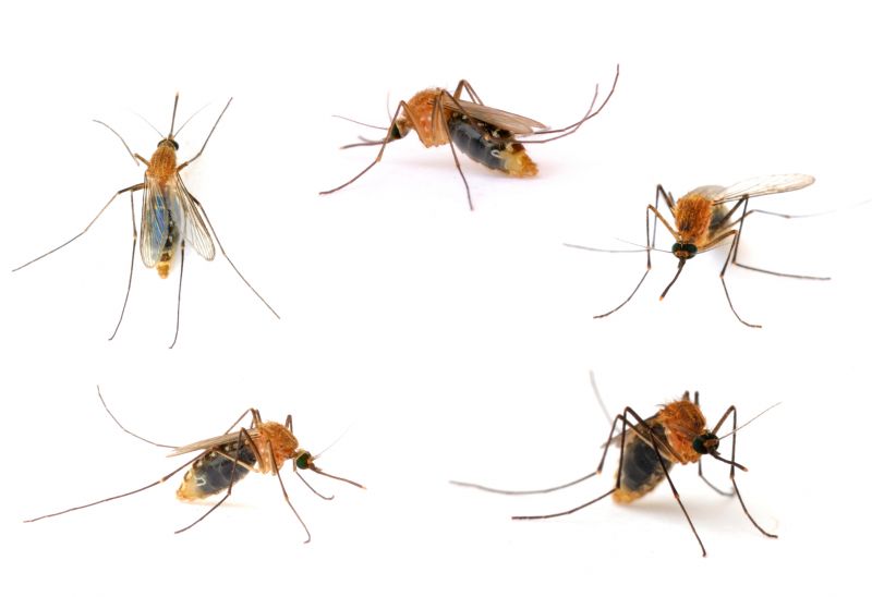 Local Mosquito Control Service in Terrell, TX