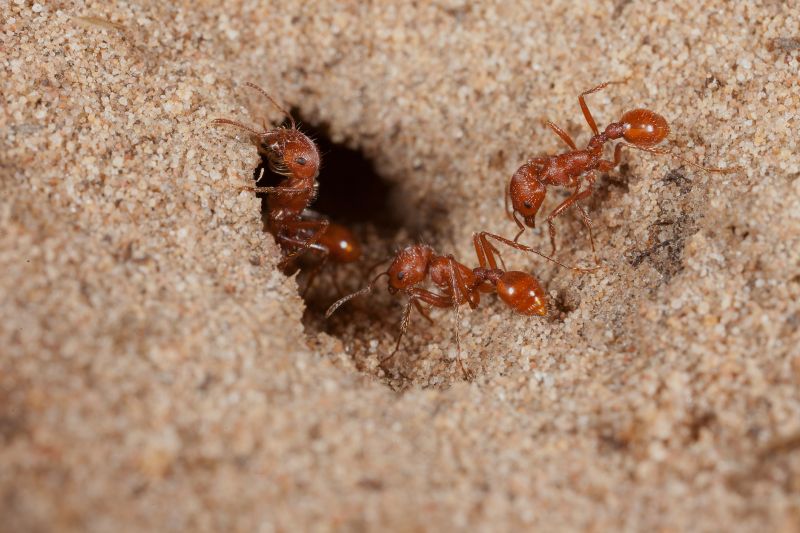Local Red Ant Extermination in Amelia, OH