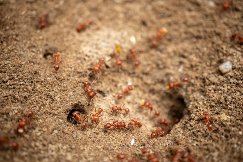 Local Red Ant Extermination in Bellbrook, OH