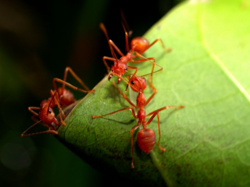 Local Red Ant Extermination in Chicago Heights, IL